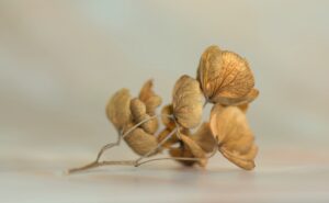 ワーキングホリデー中に知っておきたい一時帰国のポイントは？